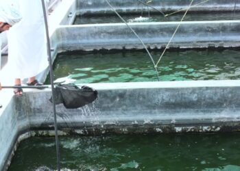 خمس مزارع للاستزراع السمكي بمحافظة شمال الباطنة