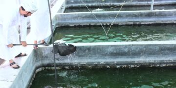 خمس مزارع للاستزراع السمكي بمحافظة شمال الباطنة