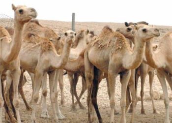 الثروة الزراعية والسمكية وموارد المياه تدعو مربي الماشية والصيادين إلى أخذ الاحتياطات اللازمة بسبب الحالة المدارية