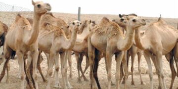 الثروة الزراعية والسمكية وموارد المياه تدعو مربي الماشية والصيادين إلى أخذ الاحتياطات اللازمة بسبب الحالة المدارية