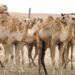 الثروة الزراعية والسمكية وموارد المياه تدعو مربي الماشية والصيادين إلى أخذ الاحتياطات اللازمة بسبب الحالة المدارية