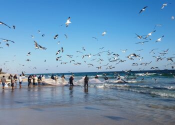 محافظة الوسطى تتصدر المحافظات الأعلى إنتاجًا للأسماك