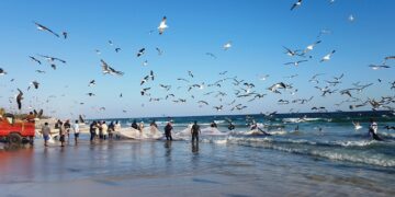 محافظة الوسطى تتصدر المحافظات الأعلى إنتاجًا للأسماك