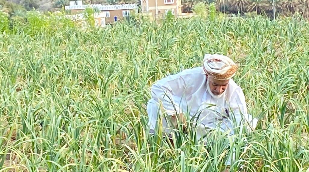 البحوث الزراعية تنجح في تحسين إنتاج الثوم المحلي إلى 16.2 طنًّا للفدان في حقل زراعي بولاية بهلاء