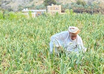 البحوث الزراعية تنجح في تحسين إنتاج الثوم المحلي إلى 16.2 طنًّا للفدان في حقل زراعي بولاية بهلاء