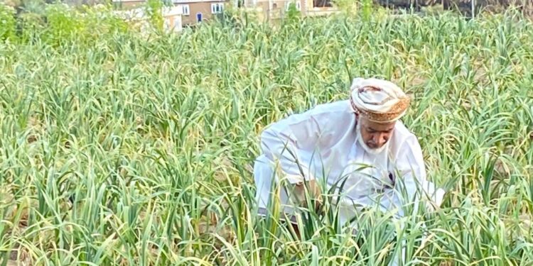 البحوث الزراعية تنجح في تحسين إنتاج الثوم المحلي إلى 16.2 طنًّا للفدان في حقل زراعي بولاية بهلاء 1 البحوث الزراعية تنجح في تحسين إنتاج الثوم المحلي إلى 16.2 طنًّا للفدان في حقل زراعي بولاية بهلاء