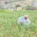 البحوث الزراعية تنجح في تحسين إنتاج الثوم المحلي إلى 16.2 طنًّا للفدان في حقل زراعي بولاية بهلاء