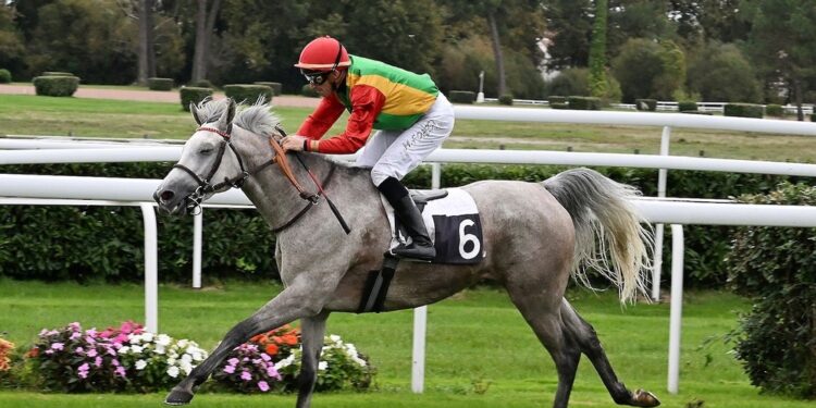 فوز الفرس فطينة للخيالة السلطانية بالمركز الأول في بوردو لوبوسكات الفرنسي