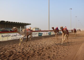 انطلاق منافسات سباق الهجن بولاية أدم