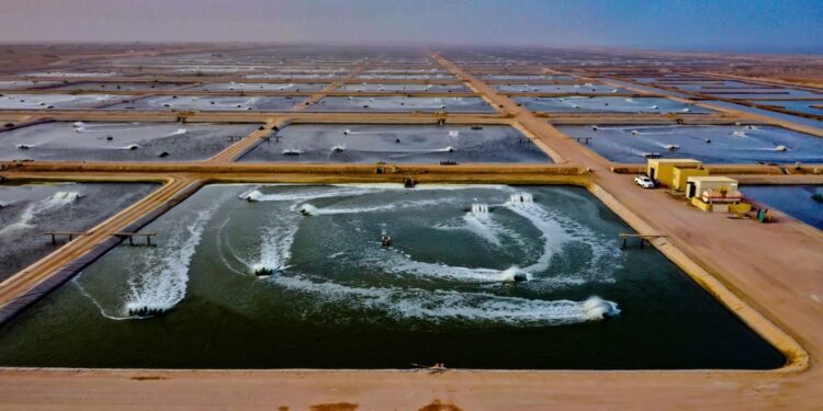 سلطنة عُمان تُشارك دول العالم الاحتفال باليوم العالمي للثروة السمكية 1 سلطنة عُمان تُشارك دول العالم الاحتفال باليوم العالمي للثروة السمكية