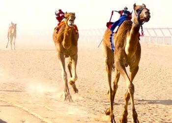 ختام فعاليات سباقات الهجن بولاية ثمريت لعام 2023م