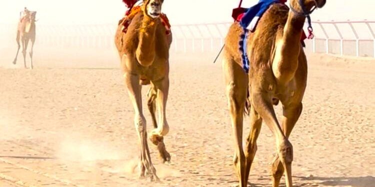 ختام فعاليات سباقات الهجن بولاية ثمريت لعام 2023م