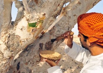 إعداد مشروع تمكين منتجي اللبان العُمانيين