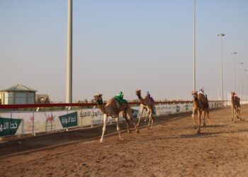 ختام منافسات المهرجان السنوي للهجن الأهلية بولاية أدم