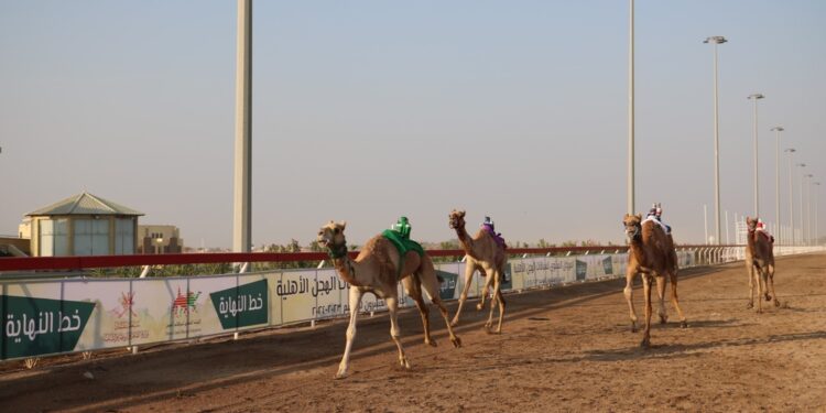 ختام منافسات المهرجان السنوي للهجن الأهلية بولاية أدم