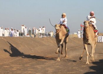 نوق “بدية” تخطف المراكز الأولى بالمحطة الثانية من مسابقة “الزمط” لتحدي الهجن العربية الأصيلة