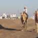 نوق “بدية” تخطف المراكز الأولى بالمحطة الثانية من مسابقة “الزمط” لتحدي الهجن العربية الأصيلة