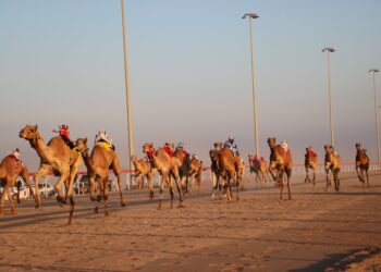 بدء منافسات سباق الهجن بولاية أدم