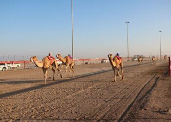 ختامُ منافسات سباق الهجن السادس من المهرجان السنوي للهجن الأهلية بولاية أدم