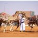 إدراج الهجّانة السُّلطانية في قائمة التراث الثقافي غير المادي 8 إدراج الهجّانة السُّلطانية في قائمة التراث الثقافي غير المادي