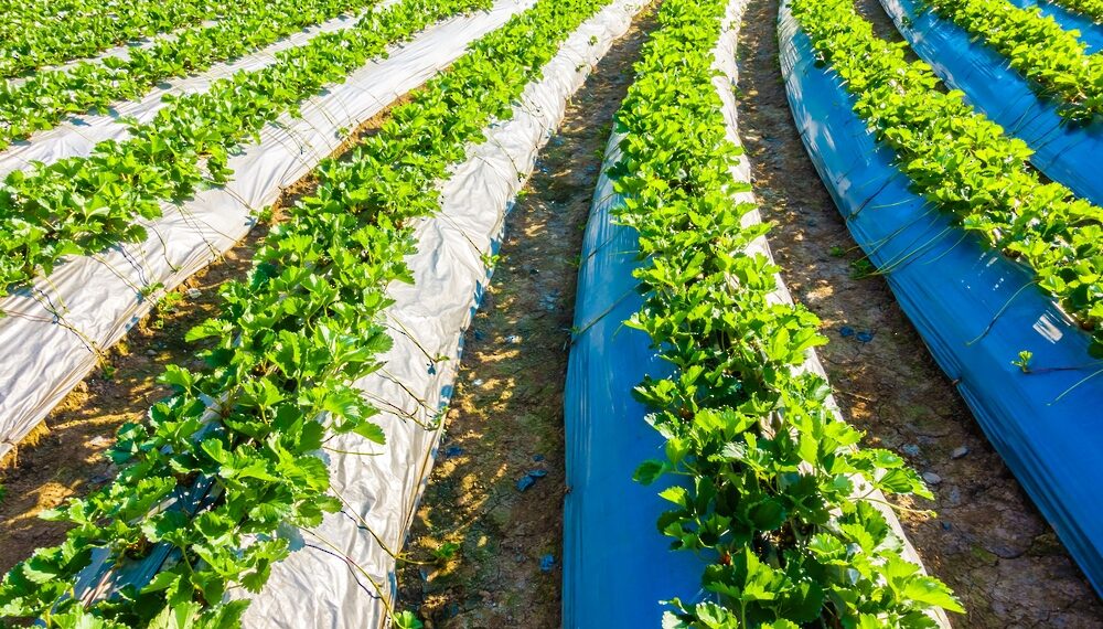 طرح الفرصة الاستثمارية لإقامة مشروعات زراعية باستخدام المياه المعالجة في العامرات