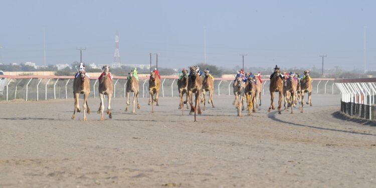 انطلاق منافسات السباق العام للهجن بولاية بركاء