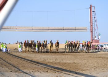 ختام منافسات السباق العام للهجن بولاية بركاء