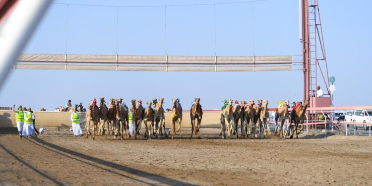 ختام منافسات السباق العام للهجن بولاية بركاء