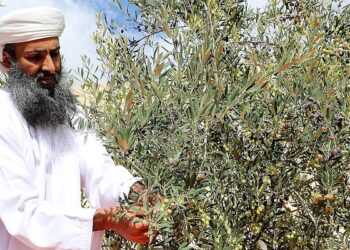 200 ألف ريال عماني… القيمة السوقية لزيت زيتون الجبل الأخضر خلال موسم ٢٠٢٢م