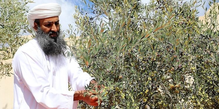 200 ألف ريال عماني… القيمة السوقية لزيت زيتون الجبل الأخضر خلال موسم ٢٠٢٢م