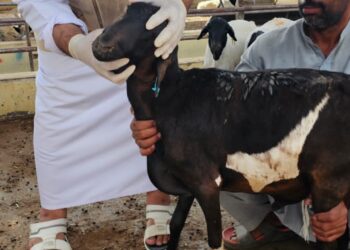 دائرة البلدية بالخابورة تنفذ حملة تفتيشية وتوعوية على المنشآت التجارية والبيطرية بالولاية