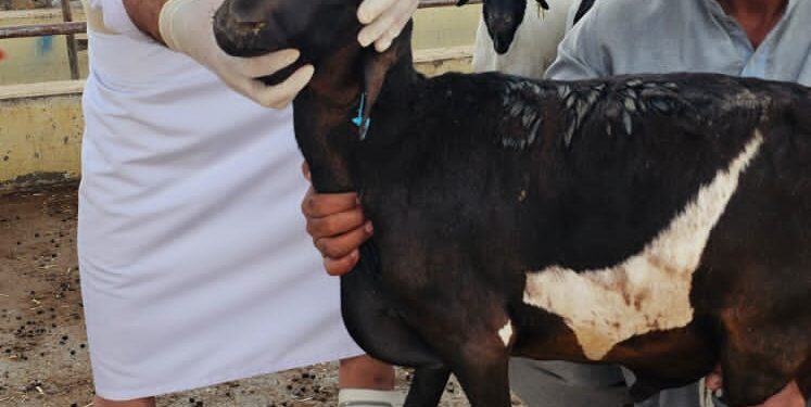 دائرة البلدية بالخابورة تنفذ حملة تفتيشية وتوعوية على المنشآت التجارية والبيطرية بالولاية 1 دائرة البلدية بالخابورة تنفذ حملة تفتيشية وتوعوية على المنشآت التجارية والبيطرية بالولاية