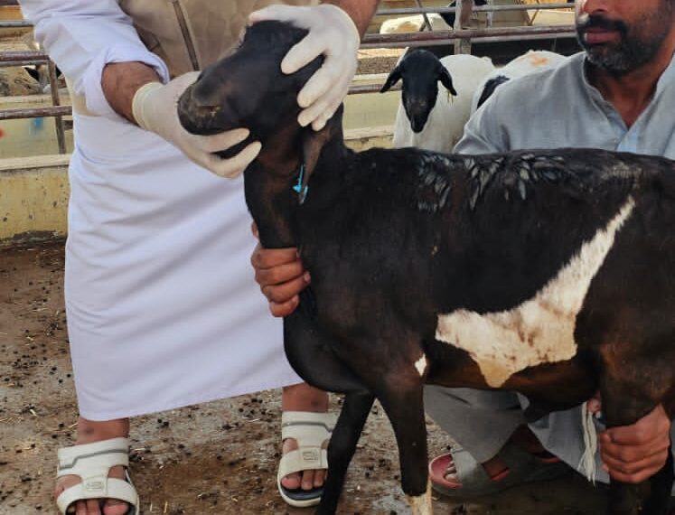 دائرة البلدية بالخابورة تنفذ حملة تفتيشية وتوعوية على المنشآت التجارية والبيطرية بالولاية 1 دائرة البلدية بالخابورة تنفذ حملة تفتيشية وتوعوية على المنشآت التجارية والبيطرية بالولاية