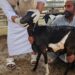 دائرة البلدية بالخابورة تنفذ حملة تفتيشية وتوعوية على المنشآت التجارية والبيطرية بالولاية 8 دائرة البلدية بالخابورة تنفذ حملة تفتيشية وتوعوية على المنشآت التجارية والبيطرية بالولاية