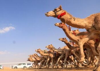 غدًا.. انطلاق مهرجان “عيدية الشهرة للهجن” بسناو