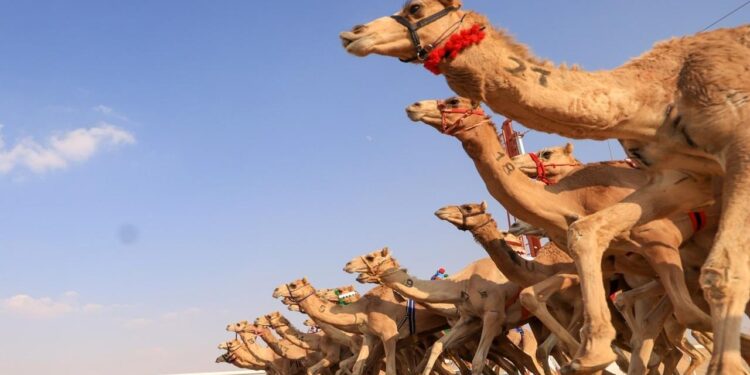 غدًا.. انطلاق مهرجان “عيدية الشهرة للهجن” بسناو 1 غدًا.. انطلاق مهرجان “عيدية الشهرة للهجن” بسناو