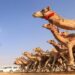 غدًا.. انطلاق مهرجان “عيدية الشهرة للهجن” بسناو