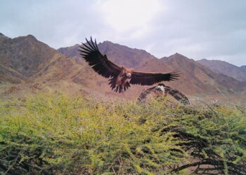 تقرير.. عن النسر الأذون في ولاية القابل، سلطنة عُمان