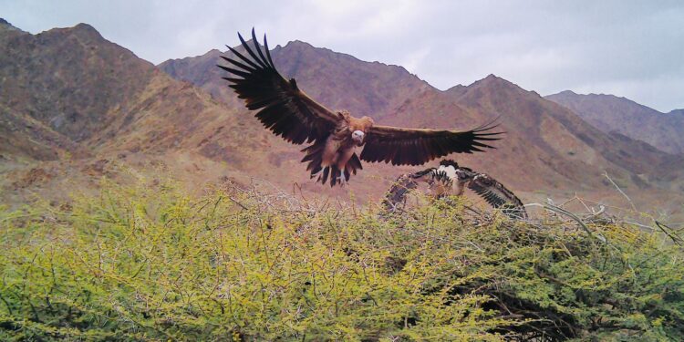 تقرير.. عن النسر الأذون في ولاية القابل، سلطنة عُمان 1 تقرير.. عن النسر الأذون في ولاية القابل، سلطنة عُمان