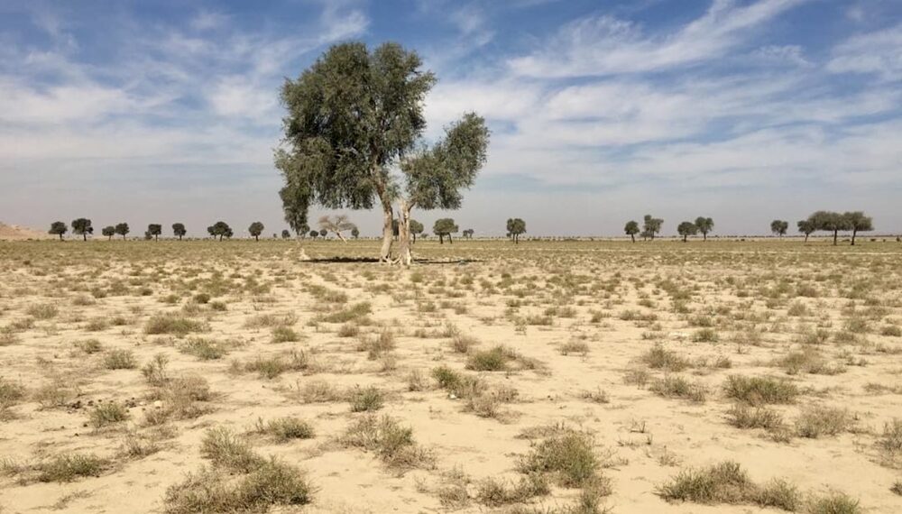 محمية واحة البريمي الطبيعية.. تنوعٌ أحيائي غني