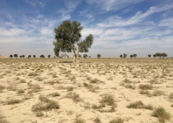 محمية واحة البريمي الطبيعية.. تنوعٌ أحيائي غني