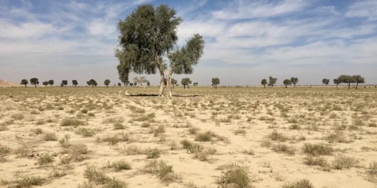 محمية واحة البريمي الطبيعية.. تنوعٌ أحيائي غني 1 محمية واحة البريمي الطبيعية.. تنوعٌ أحيائي غني