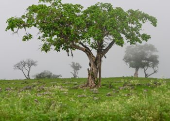 فلكيًّا.. غدًا بدء موسم خريف ظفار 2024م