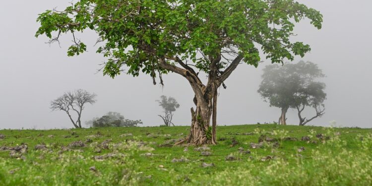 فلكيًّا.. غدًا بدء موسم خريف ظفار 2024م 1 فلكيًّا.. غدًا بدء موسم خريف ظفار 2024م