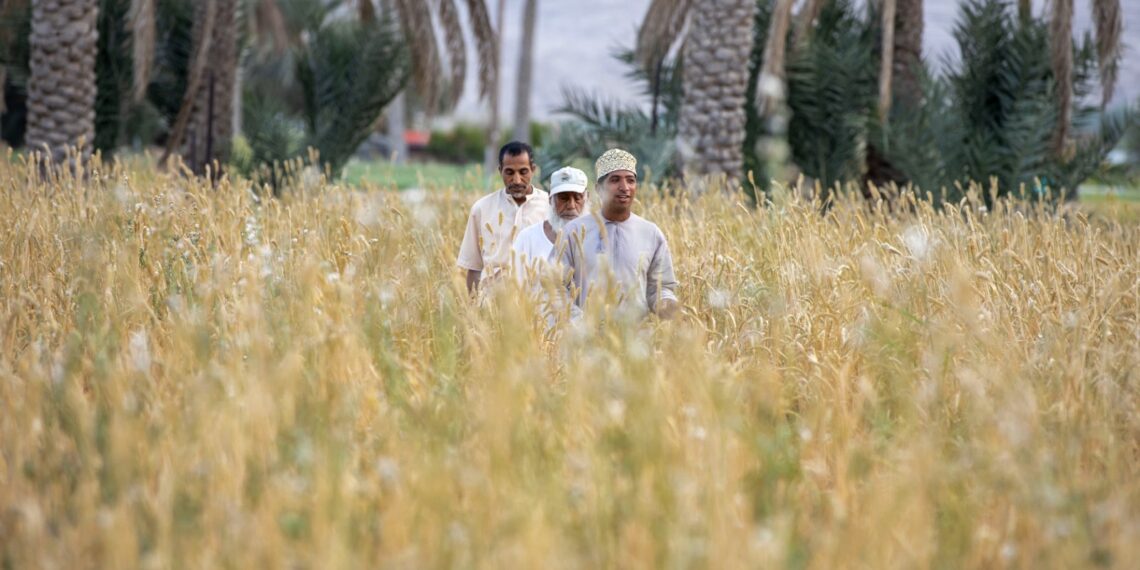 المطاحن العُمانية" تفتح التسجيل للمزارعين الراغبين في بيع القمح المحلي للشركة للموسم القادم 2024 /2025 1 المطاحن العُمانية” تفتح التسجيل للمزارعين الراغبين في بيع القمح المحلي للشركة للموسم القادم 2024 /2025