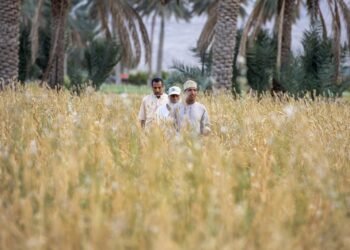 المطاحن العُمانية” تفتح التسجيل للمزارعين الراغبين في بيع القمح المحلي للشركة للموسم القادم 2024 /2025