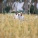 OFM opens registration for farmers to sell their local wheat crops to company in next season 2024/2025 10 المطاحن العُمانية” تفتح التسجيل للمزارعين الراغبين في بيع القمح المحلي للشركة للموسم القادم 2024 /2025
