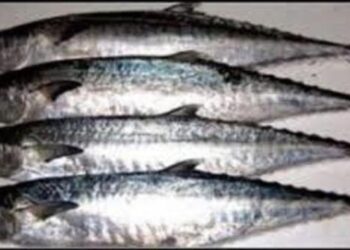 حظر صيد وتداول أسماك الكنعد لمدة شهرين بدءاً من الخميس