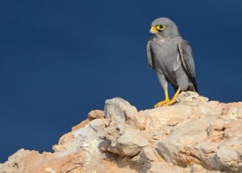 الانتهاء من المرحلة الأولى من المسح الميداني السنوي “للصقر الأدهم”
