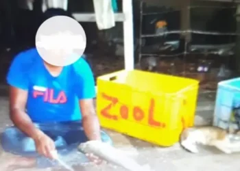 ضبط عمالة وافدة قاموا بتداول أسماك الكنعد خارج الموسم في شناص